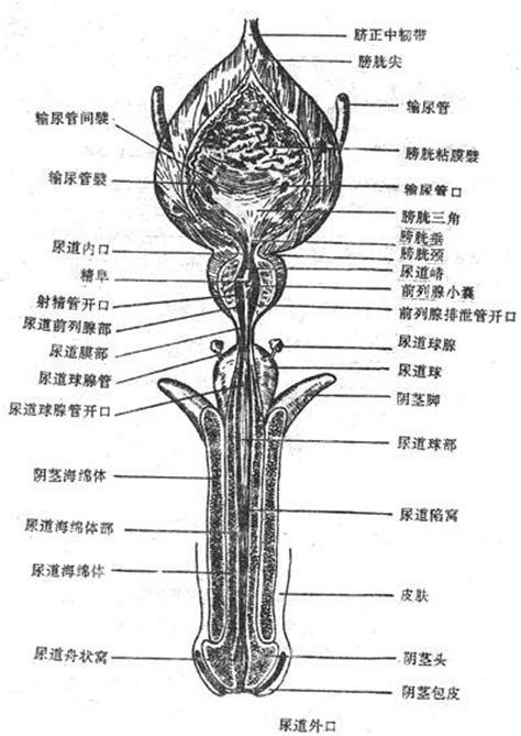 男人陰莖|男性生理特徵及發育